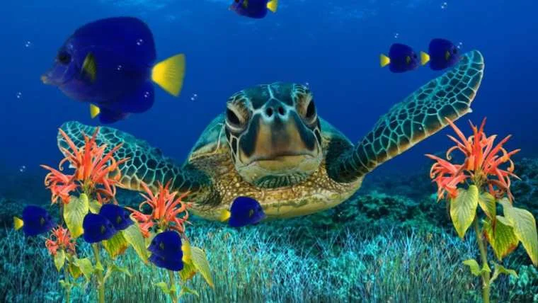 Biología marina revela una especie clave para salvar los corales