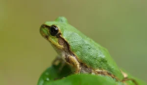 Bacteria de rana japonesa elimina tumores